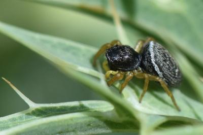 <i>Heliophanus flavipes</i>