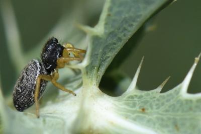 <i>Heliophanus flavipes</i>