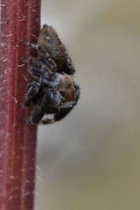 <i>Evarcha arcuata</i>