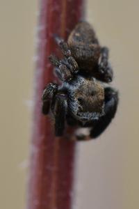 Evarcha arcuata