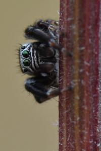 <i>Evarcha arcuata</i>