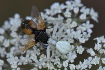 Misumène variable