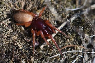<i>Dysdera</i>