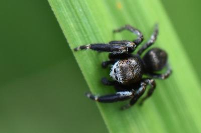 Evarcha arcuata