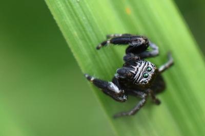 <i>Evarcha arcuata</i>
