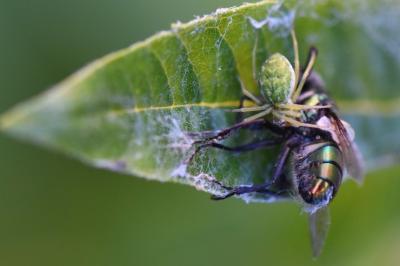 <i>Nigma walckenaeri</i>