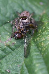 <i>Evarcha arcuata</i>