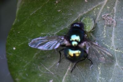<i>Nigma walckenaeri</i>