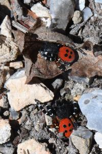 Érèse coccinelle