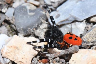 Érèse coccinelle