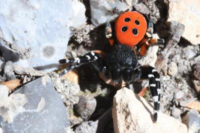 Érèse coccinelle
