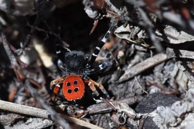 Érèse coccinelle