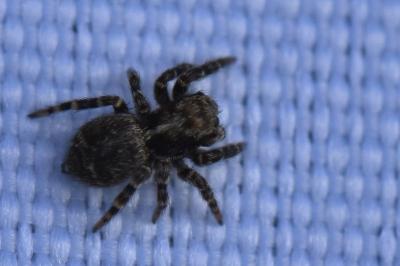 <i>Pseudeuophrys erratica</i>