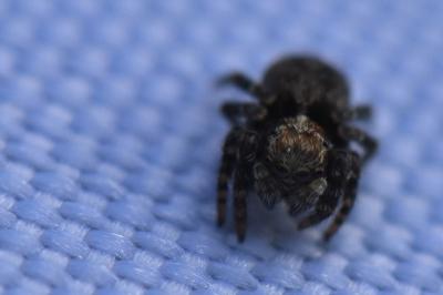 <i>Pseudeuophrys erratica</i>