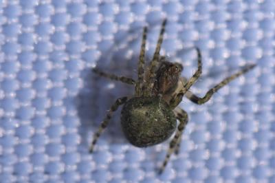 <i>Gibbaranea gibbosa</i>