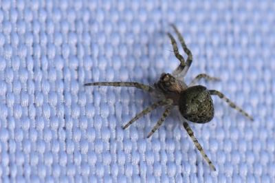 <i>Gibbaranea gibbosa</i>