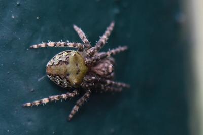 <i>Gibbaranea gibbosa</i>