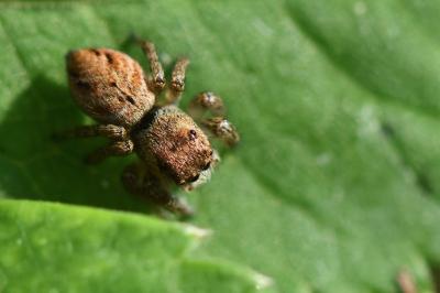 <i>Evarcha arcuata</i>