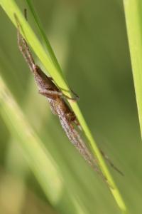 Pisaura mirabilis
