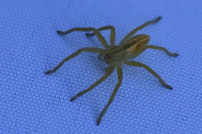 <i>Micrommata</i>