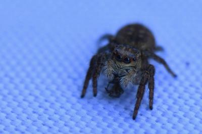 <i>Carrhotus xanthogramma</i>