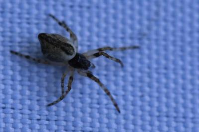 <i>Cyclosa</i>