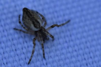 <i>Cyclosa</i>