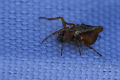 <i>Cyclosa</i>