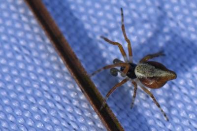 <i>Cyclosa</i>