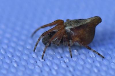 <i>Cyclosa</i>