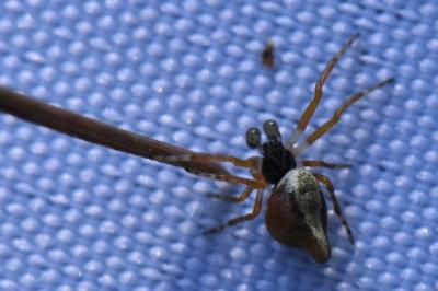 <i>Cyclosa</i>