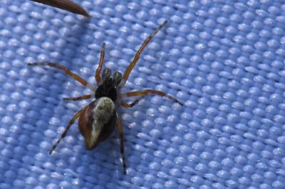 <i>Cyclosa</i>
