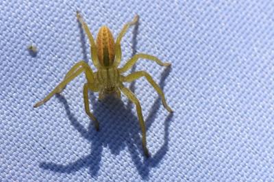 <i>Micrommata</i>