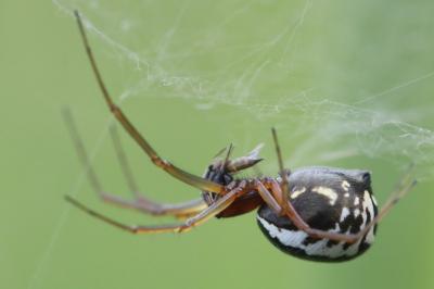 <i>Frontinellina frutetorum</i>