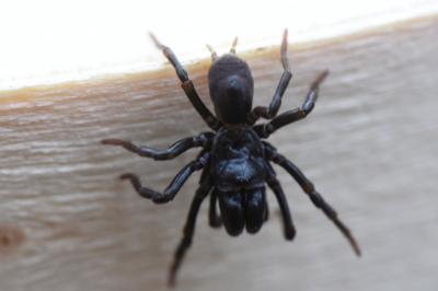 <i>Atypus piceus</i>