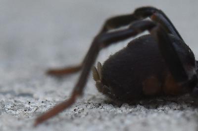 <i>Atypus piceus</i>