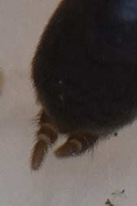 <i>Atypus piceus</i>