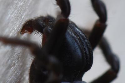 <i>Atypus piceus</i>