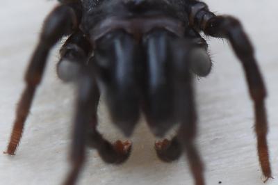 <i>Atypus piceus</i>