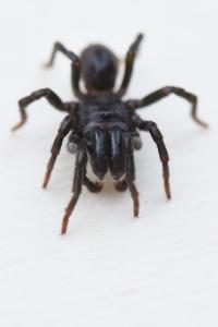 <i>Atypus piceus</i>