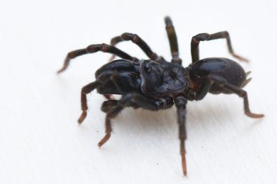 <i>Atypus piceus</i>