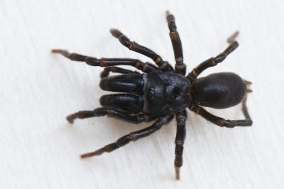 <i>Atypus piceus</i>