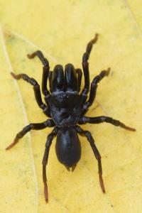 <i>Atypus piceus</i>