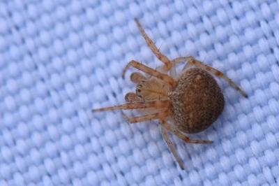 <i>Araneus</i>