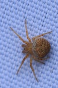 <i>Araneus</i>