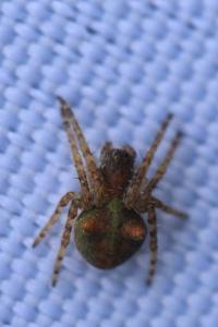 <i>Gibbaranea gibbosa</i>