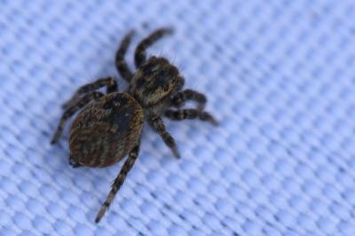 <i>Carrhotus xanthogramma</i>