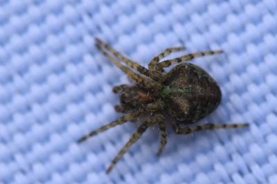 <i>Gibbaranea gibbosa</i>