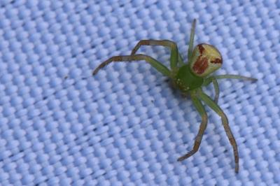 Ebrechtella tricuspidata