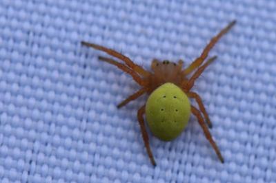 <i>Araniella</i>